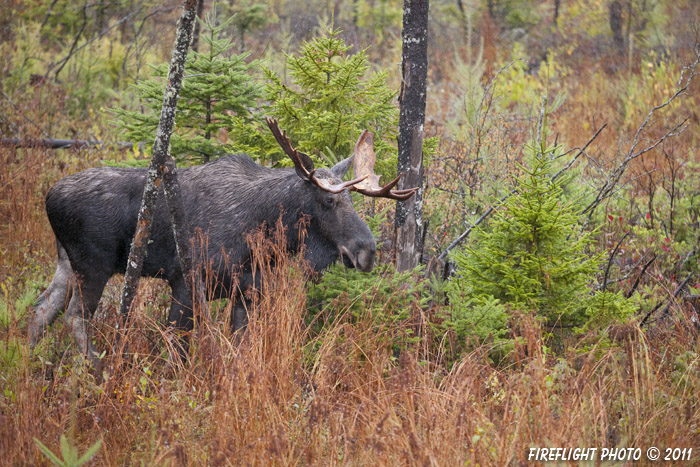 wildlife;Bull Moose;Moose;Alces alces;Bog;Rain;Berlin;NH;D3X;2011