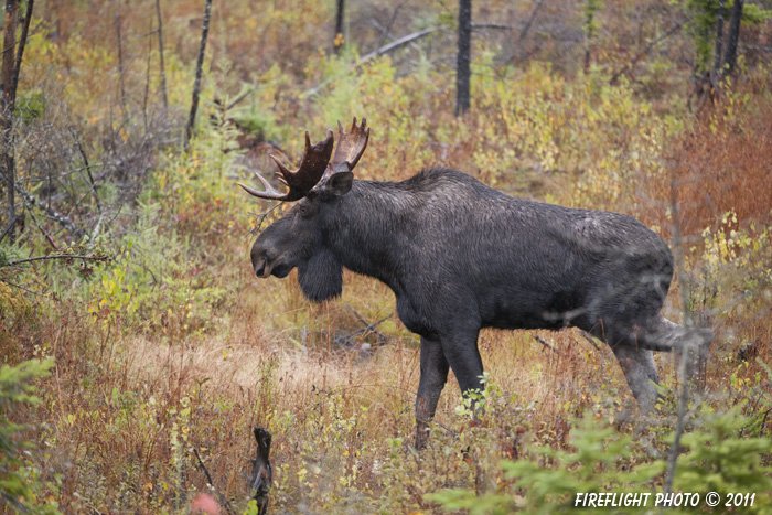wildlife;Bull Moose;Moose;Alces alces;Bog;Rain;Berlin;NH;D3X;2011