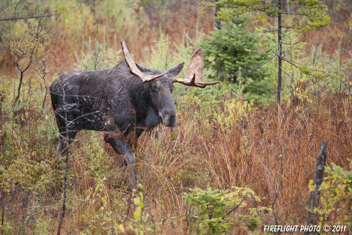 wildlife;Bull Moose;Moose;Alces alces;Bog;Rain;Berlin;NH;D3X;2011