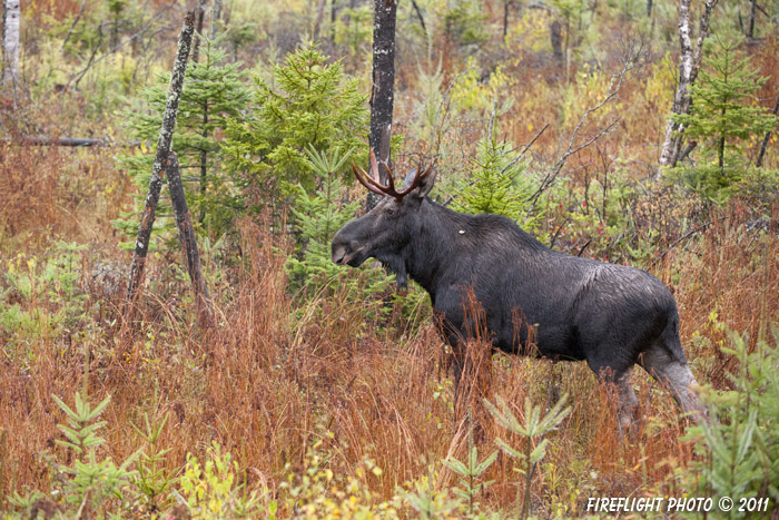 wildlife;Bull Moose;Moose;Alces alces;Bog;Rain;Berlin;NH;D3X;2011