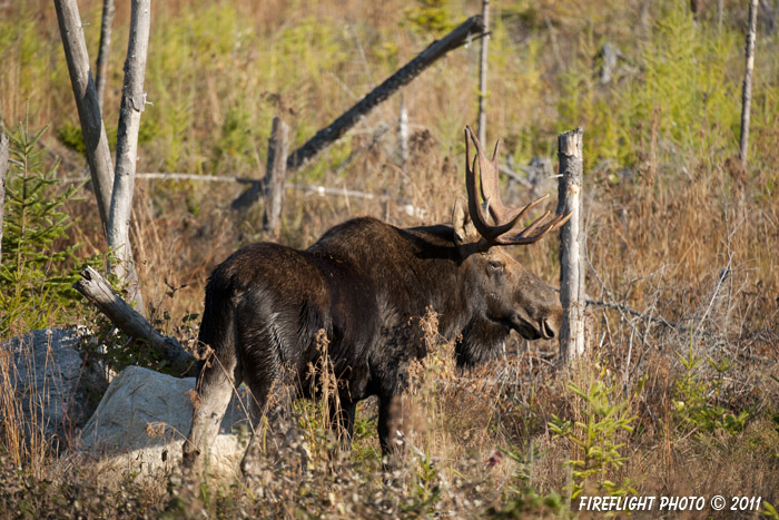 wildlife;Bull Moose;Moose;Alces alces;Bog;Berlin;NH;D3X;2011