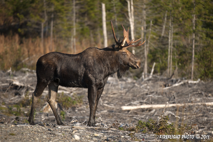 wildlife;Bull Moose;Moose;Alces alces;Clearcut;Berlin;NH;D3X;2011