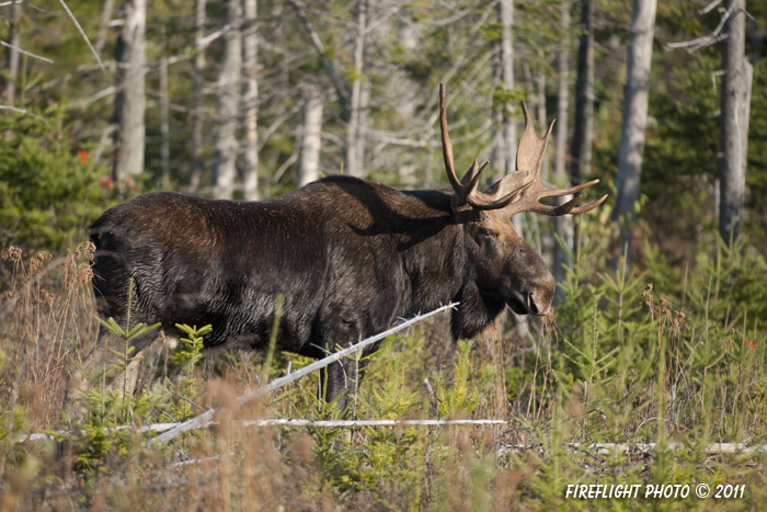 wildlife;Bull Moose;Moose;Alces alces;Woods;Berlin;NH;D3X;2011