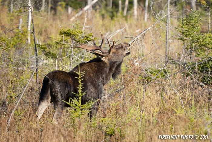 wildlife;Bull Moose;Moose;Alces alces;Bog;Berlin;Flehmen Response;Scent;NH;D3X;2011