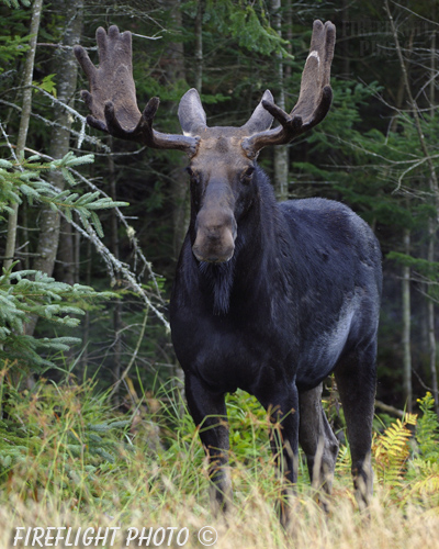 wildlife;Bull Moose;Moose;Alces alces;route 3;velvet;New Hampshire;NH