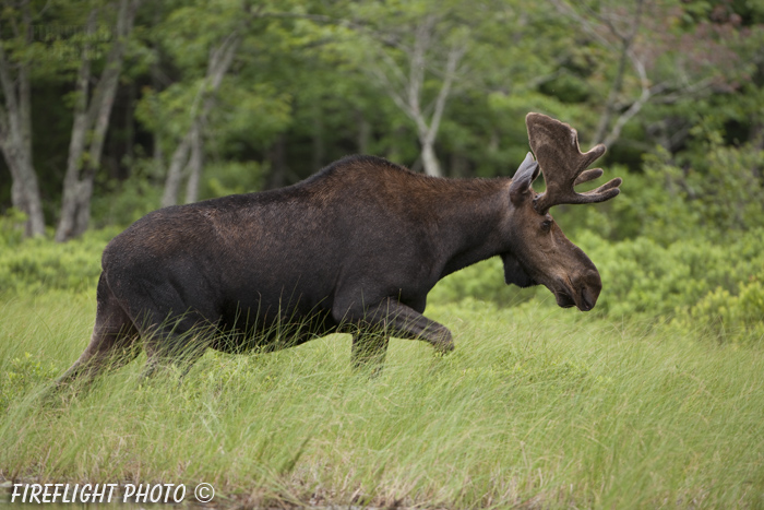 wildlife;Bull Moose;Moose;Alces alces;Grass;Maine;ME