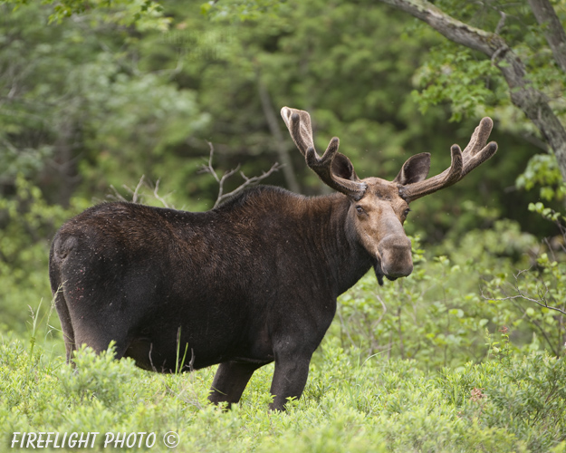 wildlife;Bull Moose;Moose;Alces alces;Pond;Maine;ME