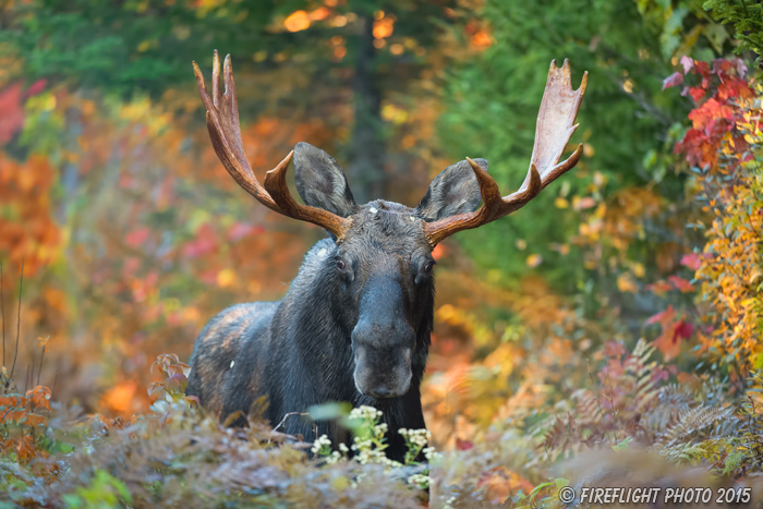 wildlife;Bull Moose;Moose;Alces alces;Foliage;foliage;Berlin;NH;D4s;2014