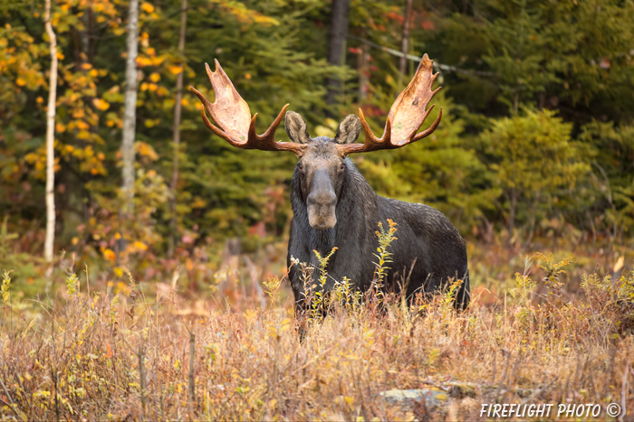 wildlife;Bull Moose;Moose;Alces alces;clear cut;Easton;NH;D4s;2014