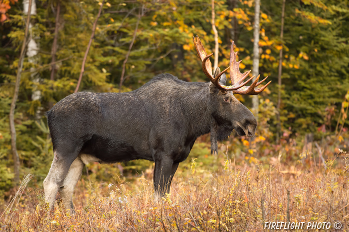 wildlife;Bull Moose;Moose;Alces alces;clear cut;Easton;NH;D4s;2014