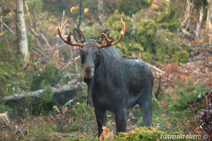 wildlife;Bull Moose;Moose;Alces alces;clear cut;Errol;NH;D4s;2014