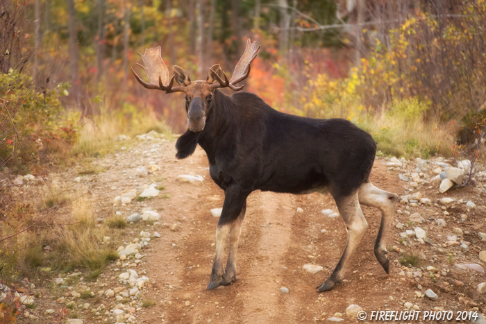 wildlife;Bull Moose;Moose;Alces alces;back roads;Berlin;NH;D4s;2014