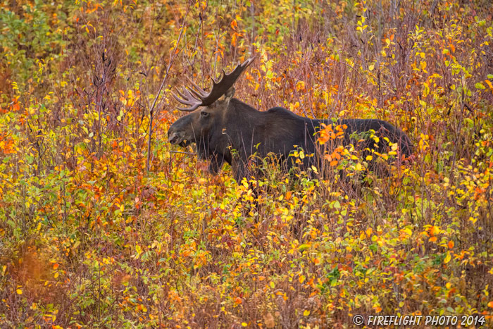 wildlife;Bull Moose;Moose;Alces alces;back roads;Berlin;NH;D4s;2014