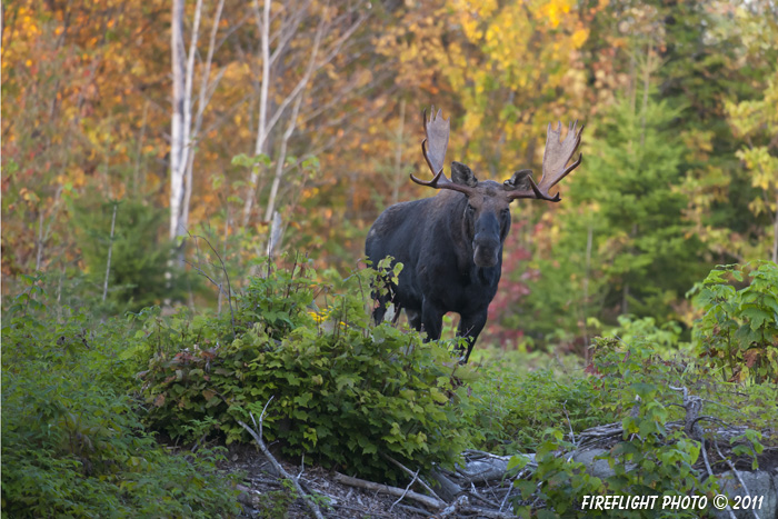 wildlife;Bull Moose;Moose;Alces alces;Foliage;Errol;New Hampshire;NH