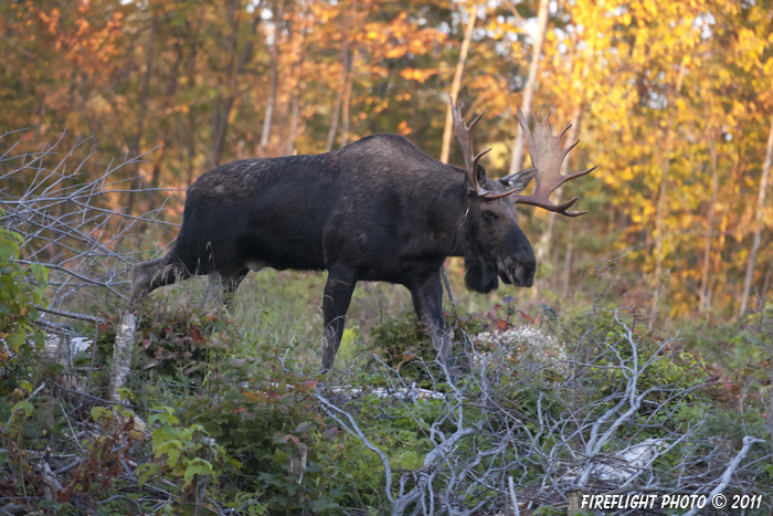 wildlife;Bull Moose;Moose;Alces alces;Foliage;Errol;New Hampshire;NH
