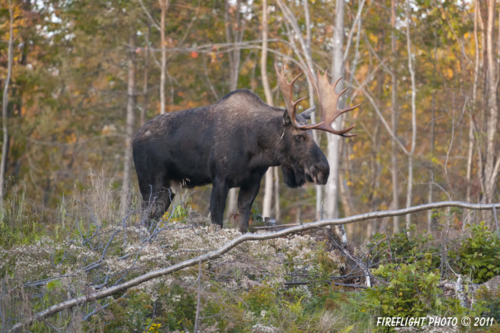 wildlife;Bull Moose;Moose;Alces alces;Foliage;Errol;New Hampshire;NH;D3X