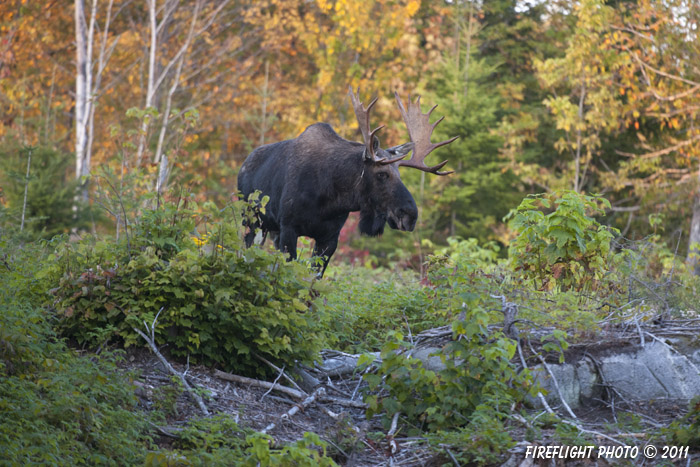 wildlife;Bull Moose;Moose;Alces alces;Foliage;Errol;New Hampshire;NH;D3X