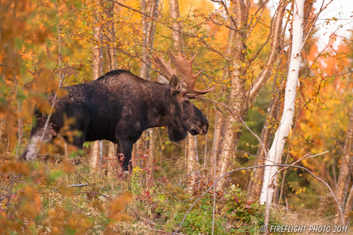 wildlife;Bull Moose;Moose;Alces alces;Foliage;Errol;New Hampshire;NH;D3X