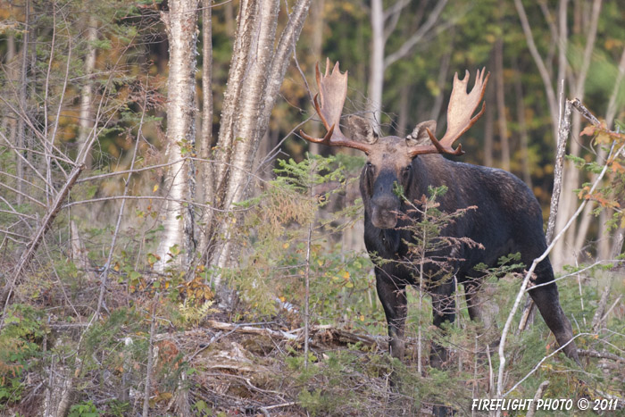 wildlife;Bull Moose;Moose;Alces alces;Bog;Berlin;NH;D3X;2011