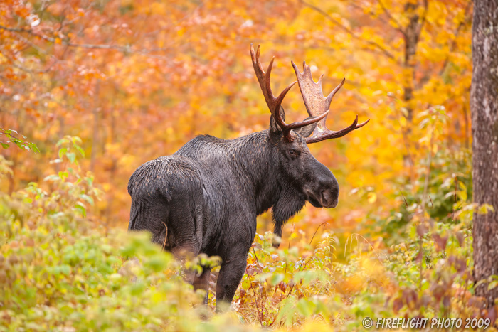 wildlife;Bull Moose;Moose;Alces alces;Maine;ME;Foliage