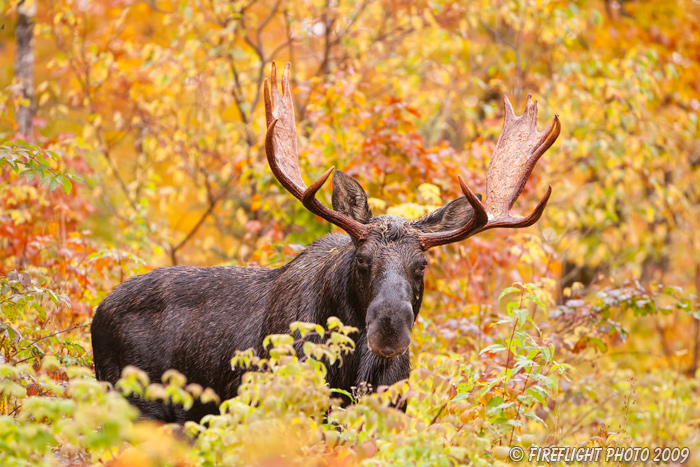 wildlife;Bull Moose;Moose;Alces alces;Maine;ME;Foliage