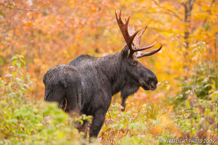 wildlife;Bull Moose;Moose;Alces alces;Maine;ME;Foliage