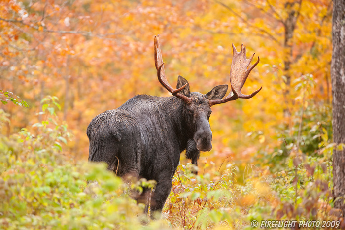 wildlife;Bull Moose;Moose;Alces alces;Maine;ME;Foliage