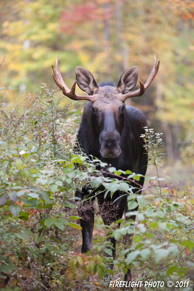 wildlife;Bull Moose;Moose;Alces alces;Clearcut;Foliage;Sugarhill;NH;D3X;2011