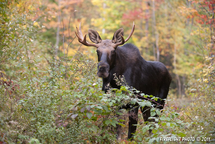 wildlife;Bull Moose;Moose;Alces alces;Clearcut;Foliage;Sugarhill;NH;D3X;2011