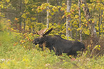 wildlife;Bull-Moose;Moose;Alces-alces;Foliage;Northern-NH;NH;D5;2017