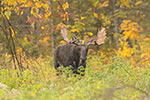 wildlife;Bull-Moose;Moose;Alces-alces;Foliage;Northern-NH;NH;D5;2017