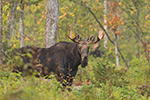 wildlife;Bull-Moose;Moose;Alces-alces;Foliage;Northern-NH;NH;D5;2017