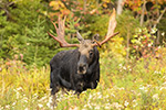 wildlife;Bull-Moose;Moose;Alces-alces;Foliage;Northern-NH;NH;D5;2017