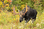 wildlife;Bull-Moose;Moose;Alces-alces;Foliage;Northern-NH;NH;D5;2017