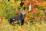 wildlife;Bull-Moose;Moose;Alces-alces;Foliage;Northern-NH;NH;D5;2017