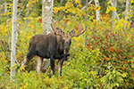wildlife;Bull-Moose;Moose;Alces-alces;Foliage;birch-tree;Northern-NH;NH;D5;2017