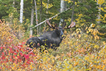 wildlife;Bull-Moose;Moose;Alces-alces;Foliage;Northern-NH;NH;D5;2017