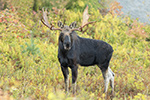 wildlife;Bull-Moose;Moose;Alces-alces;Foliage;Northern-NH;NH;D5;2017