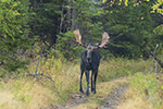 wildlife;Bull-Moose;Moose;Alces-alces;Foliage;Errol-NH;NH;D5;2017