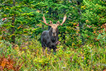 wildlife;Bull-Moose;Moose;Alces-alces;woods;pine;NH;Easton;green;D5