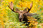 wildlife;Bull-Moose;Moose;Alces-alces;Fall;Foliage;NH;Milan;Yellow;D5
