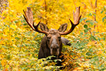 wildlife;Bull-Moose;Moose;Alces-alces;Fall;Foliage;NH;Milan;Yellow;D5