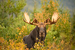 wildlife;Bull-Moose;Moose;Alces-alces;trees;foliage;New-Hampshire;NH;D5