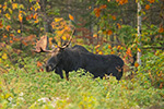 wildlife;Bull-Moose;Moose;Alces-alces;trees;foliage;New-Hampshire;NH;D5