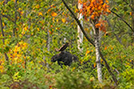 wildlife;Bull-Moose;Moose;Alces-alces;trees;foliage;New-Hampshire;NH;D5