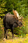 wildlife;Bull-Moose;Moose;Alces-alces;trees;foliage;New-Hampshire;NH;D5