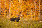 wildlife;Bull-Moose;Moose;Alces-alces;Fall;Foliage;NH;New-Hampshire;D5;400mm