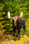 wildlife;Bull-Moose;Moose;Alces-alces;trees;foliage;New-Hampshire;NH;D5