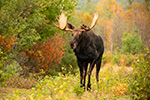 wildlife;Bull-Moose;Moose;Alces-alces;Fall;Foliage;NH;Berlin;leaves;trees;Yellow;D5