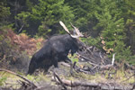 wildlife;Bull-Moose;Moose;Alces-alces;Clearcut;Berlin;NH;D3X;2011